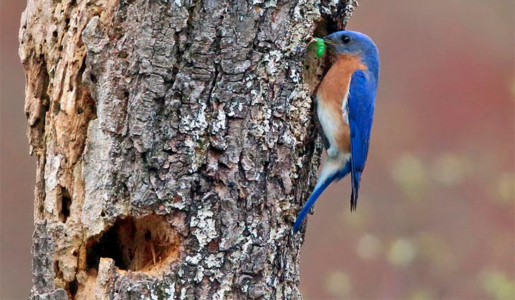 bluebirds roosting