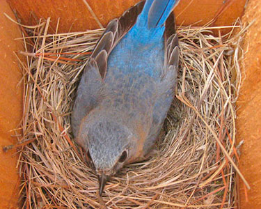 female bluebird incubating eggs