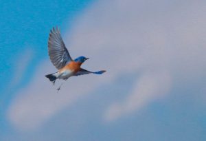 do eastern bluebirds migrate for the winter