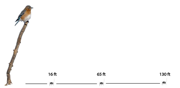 how bluebirds find food