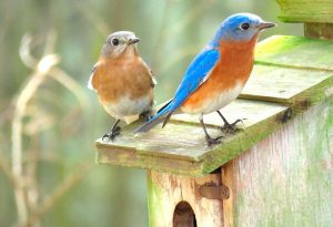 do eastern bluebirds really mare for life