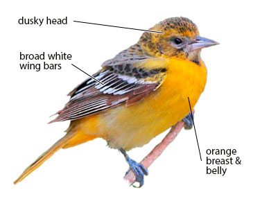 adult female baltimore oriole