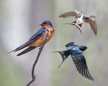 barn swallow