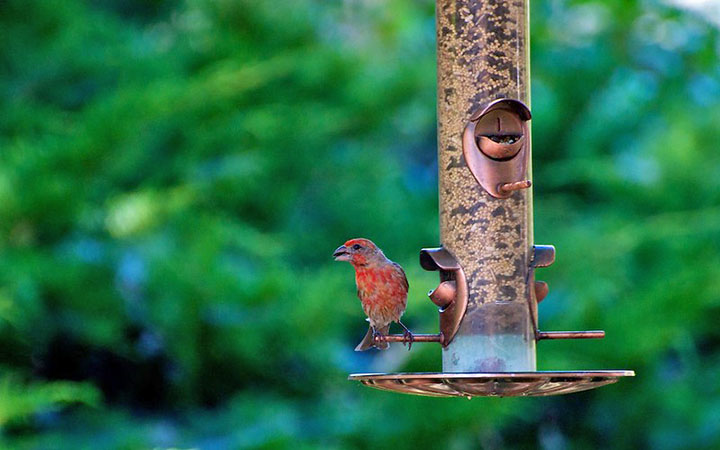 tube bird feeders for beginners