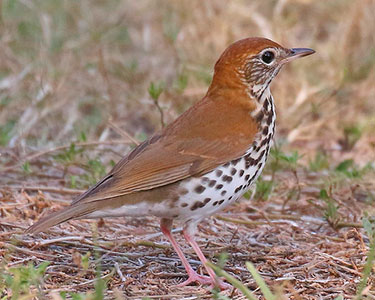 wood thrush
