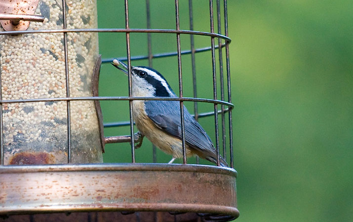 caged tube feeder