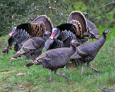 wild turkey