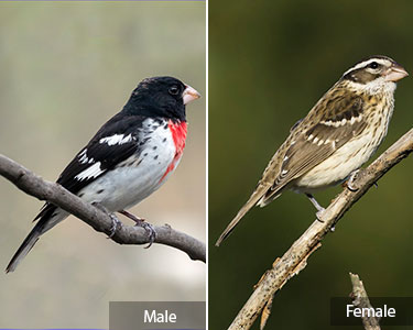 rose-breasted grosbeak