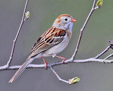 field sparrow