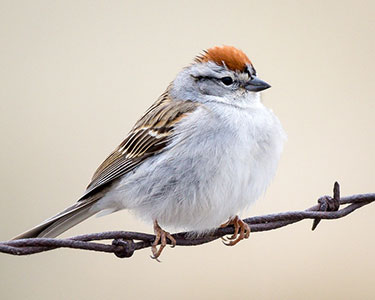 chipping sparrow