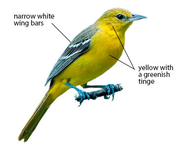 adult female orchard oriole