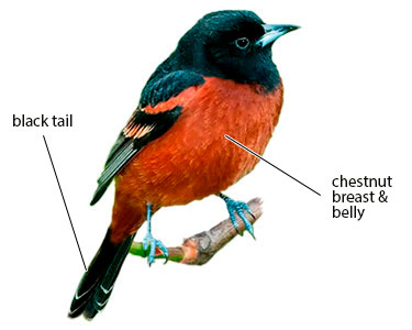 adult male orchard oriole