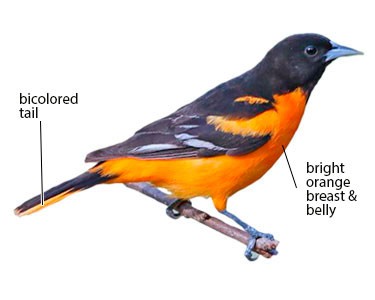 adult male baltimore oriole