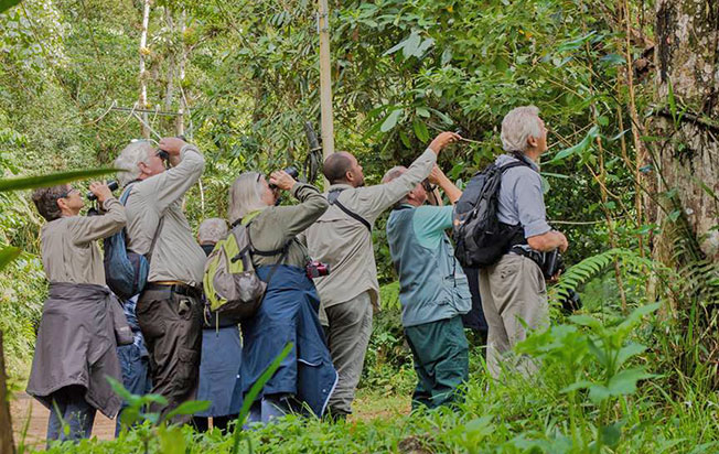 bird watching smoky mountains national park