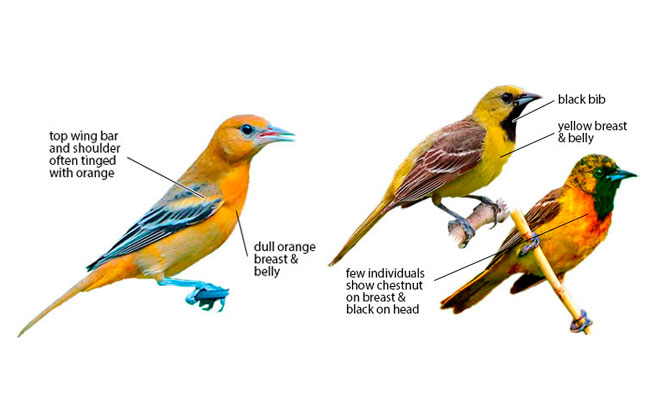differences-identification-baltimore-orchard-oriole
