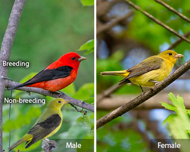 scarlet tanager