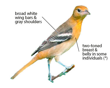 female oriole identification