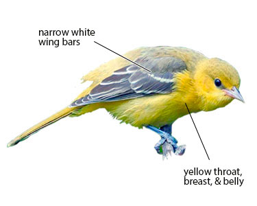 immature female orchard oriole