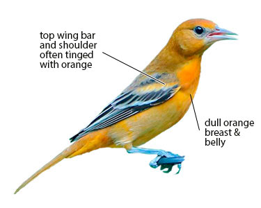 immature baltimore oriole