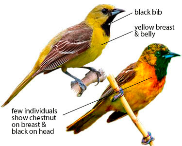 differences between orioles