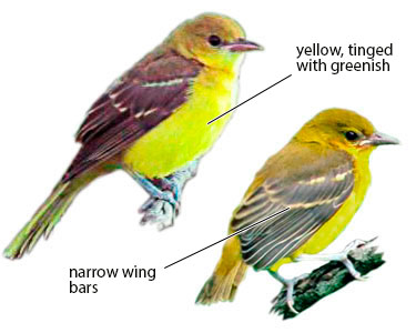 juvenile orchard orioles