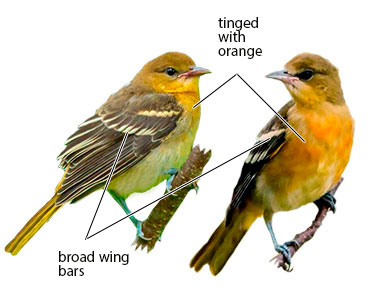 identification juvenile orioles