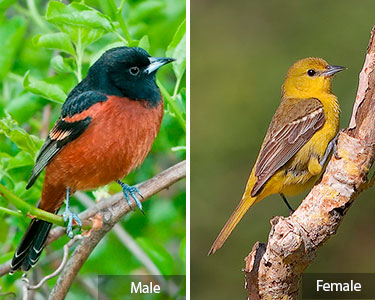orchard oriole