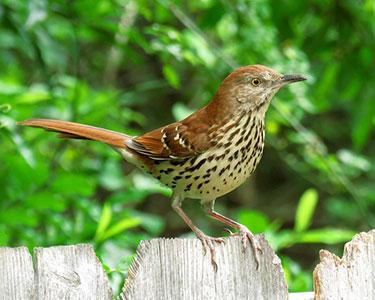 brown thrasher
