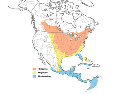 baltimore oriole range map