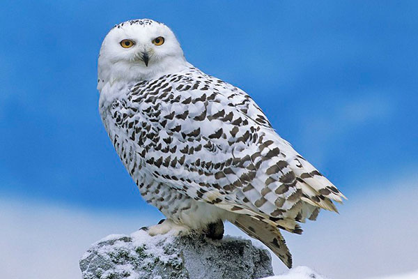 snowy owl web cam