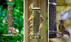 tube bird feeders beginners