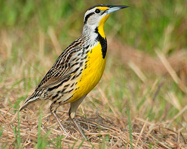 eastern meadowlark
