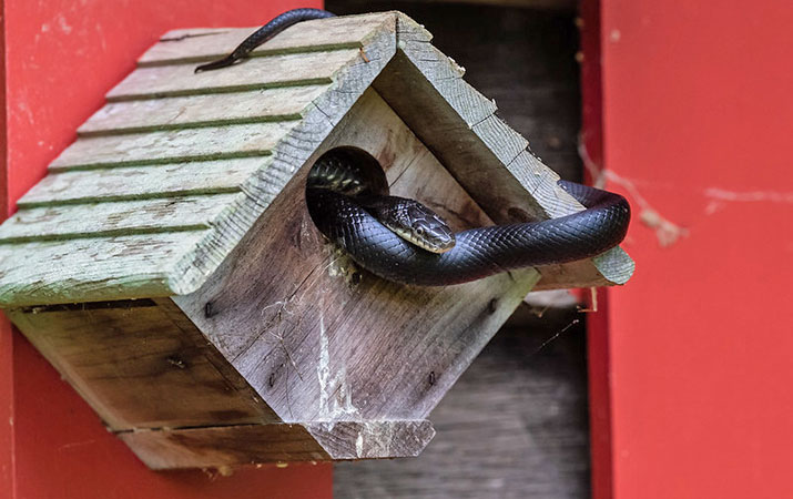 snakes-that-eat-eggs-an-baby-birds