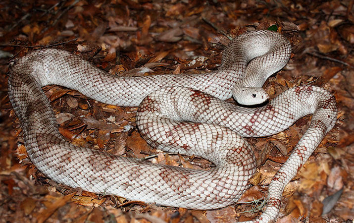 pine snake climbs tree to reach bird nests