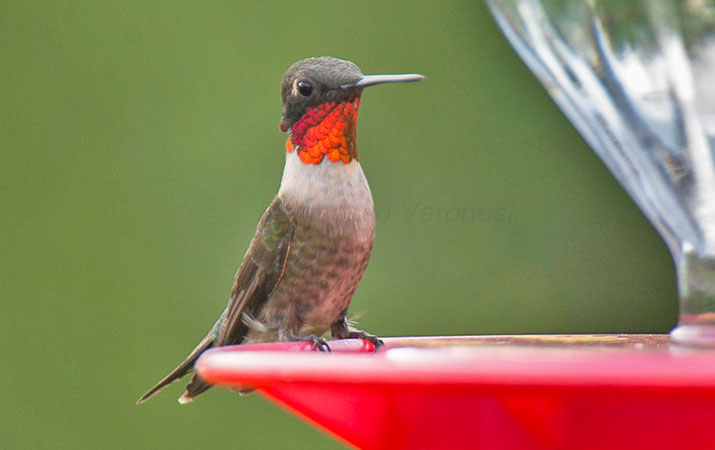 when-to-expect-hummingbirds-eastern-north-america