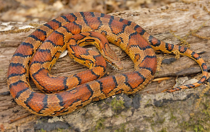 corn snakes raid bird nests