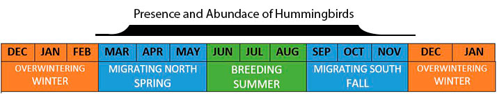 when to feed hummingbirds
