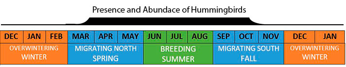 how long hummingbirds stay in Eastern North America