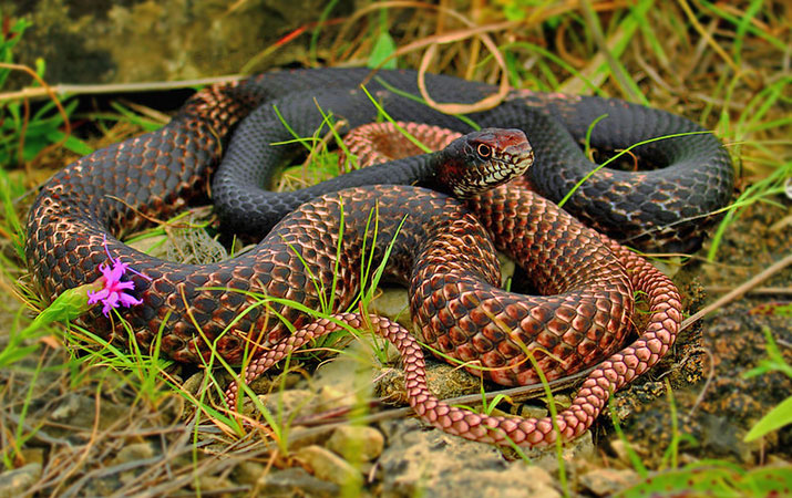 coach-whip is an opportunistic bird nest predator