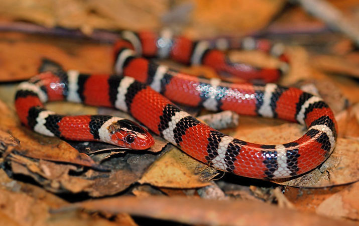 scarlet king snake rarely eat eggs and baby birds