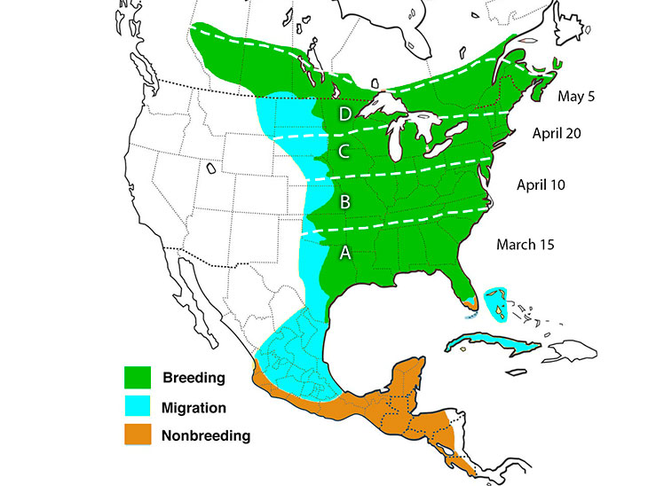hummingbird migration Eastern North America
