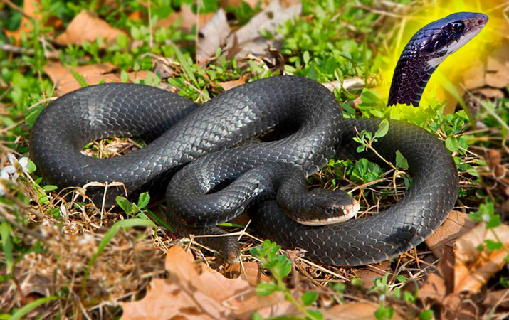 black racer snake occasionally raids bird nests