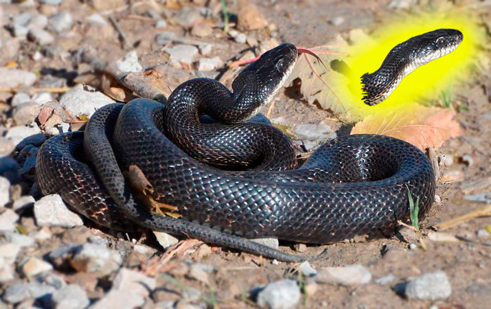 rat snake eats bird eggs and chicks