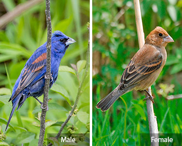 blue grosbeak