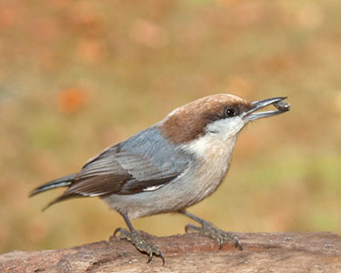 brown-headed nuthatch