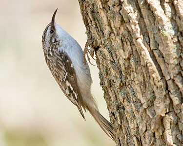 brown creeper