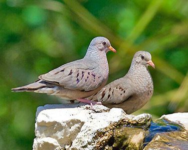 common_ground-dove