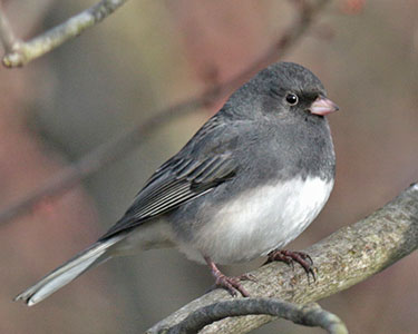 dark-eyed junco