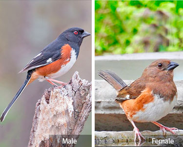 eastern towhee