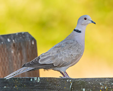 eurasian collared dove
